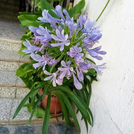 Apartman Nikodijevic * Stenjevac