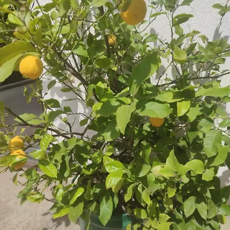 Apartman Nikodijevic * Stenjevac